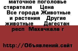 маточное поголовье старателя  › Цена ­ 2 300 - Все города Животные и растения » Другие животные   . Дагестан респ.,Махачкала г.